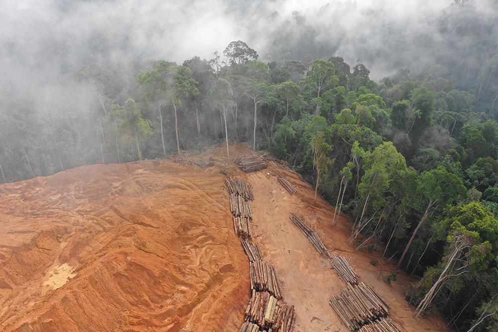 Logging - Aerial view of deforestation