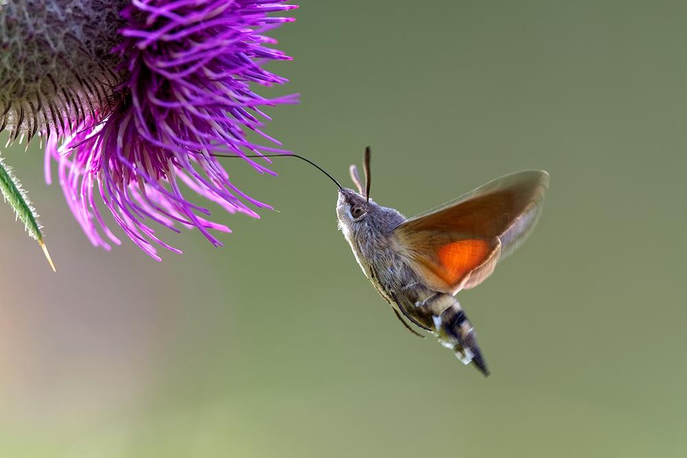 Hummingbird hawk-moth