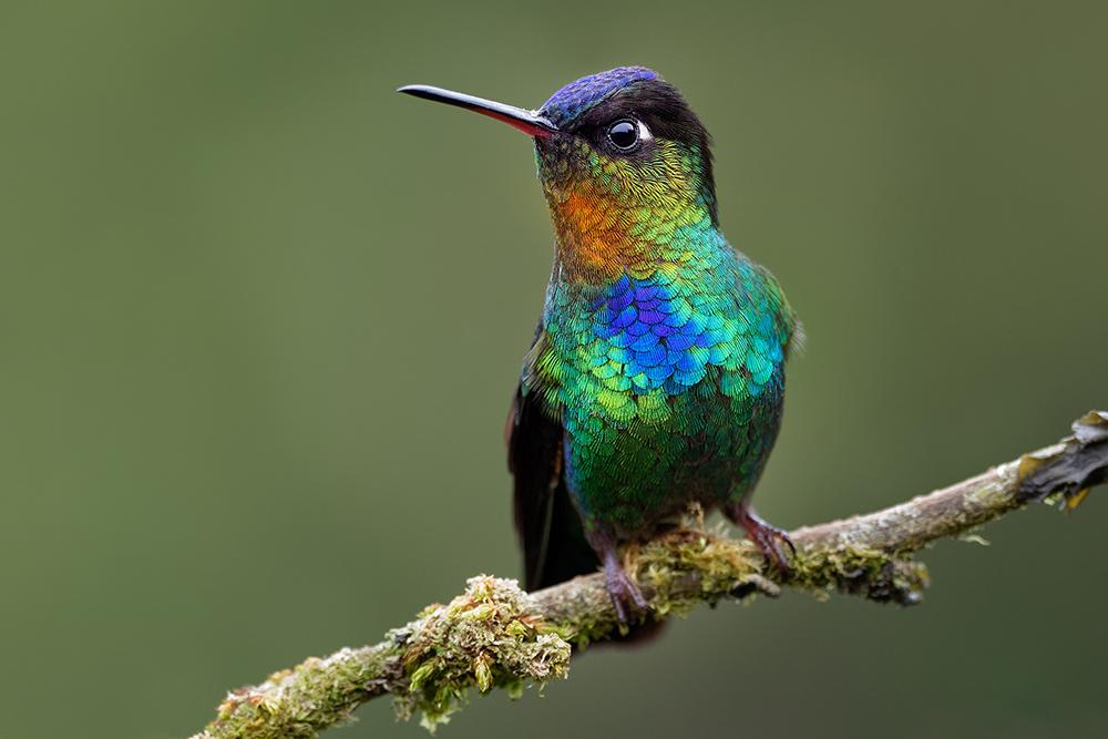 Fiery-throated Hummingbird