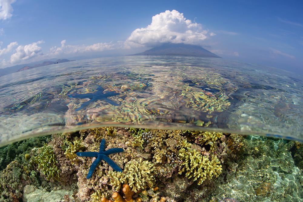 Blue sea star