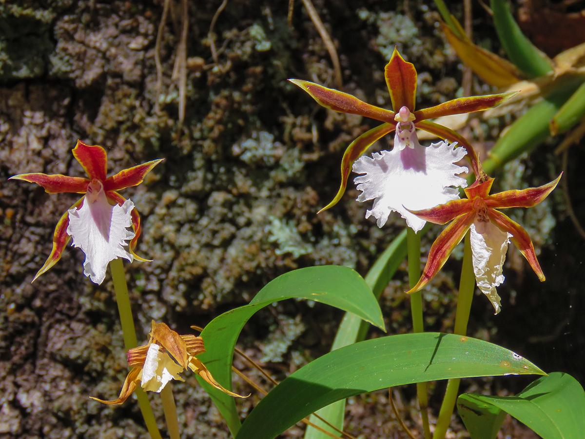 Honduras Biodiversity