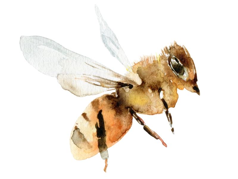 Östliche Honigbiene