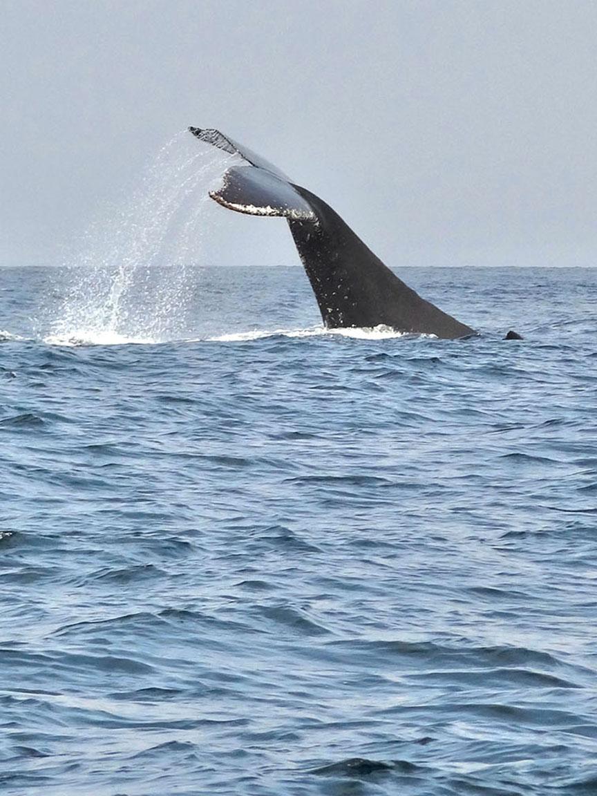 Ein Wal hebt seine Fluke aus dem Wasser, während er im offenen Meer abtaucht, Wasser spritzt dabei in die Luft.